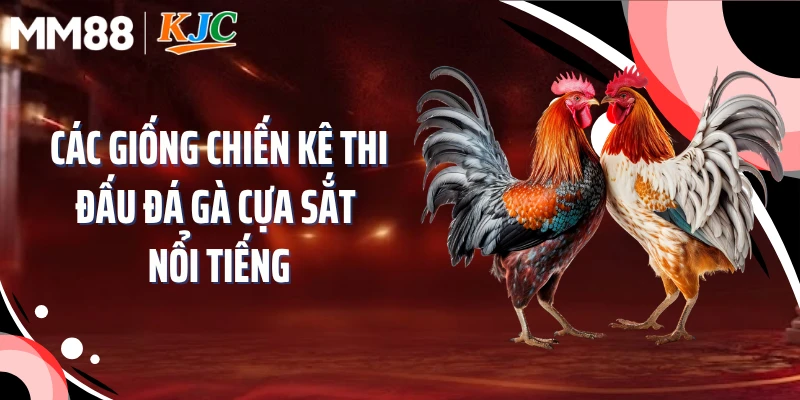 Các giống chiến kê thi đấu đá gà cựa sắt nổi tiếng