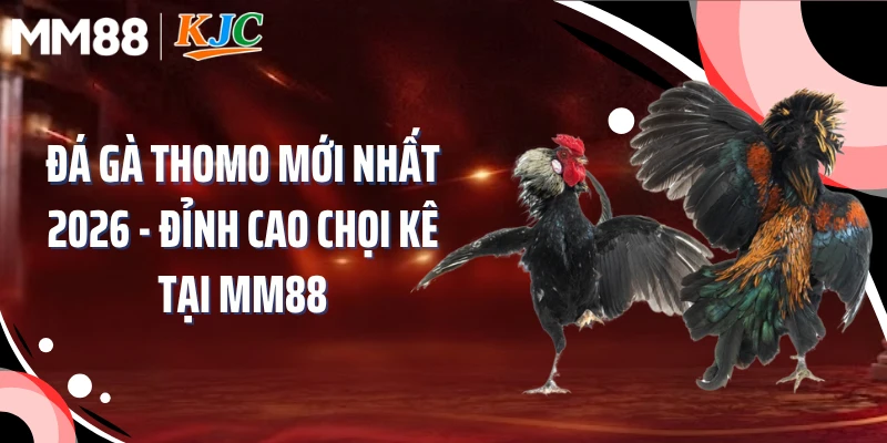 Đá Gà Thomo Mới Nhất 2026 - Đỉnh Cao Chọi Kê Tại MM88