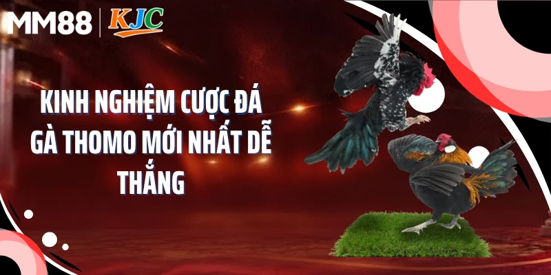 Kinh nghiệm cược đá gà Thomo mới nhất dễ thắng
